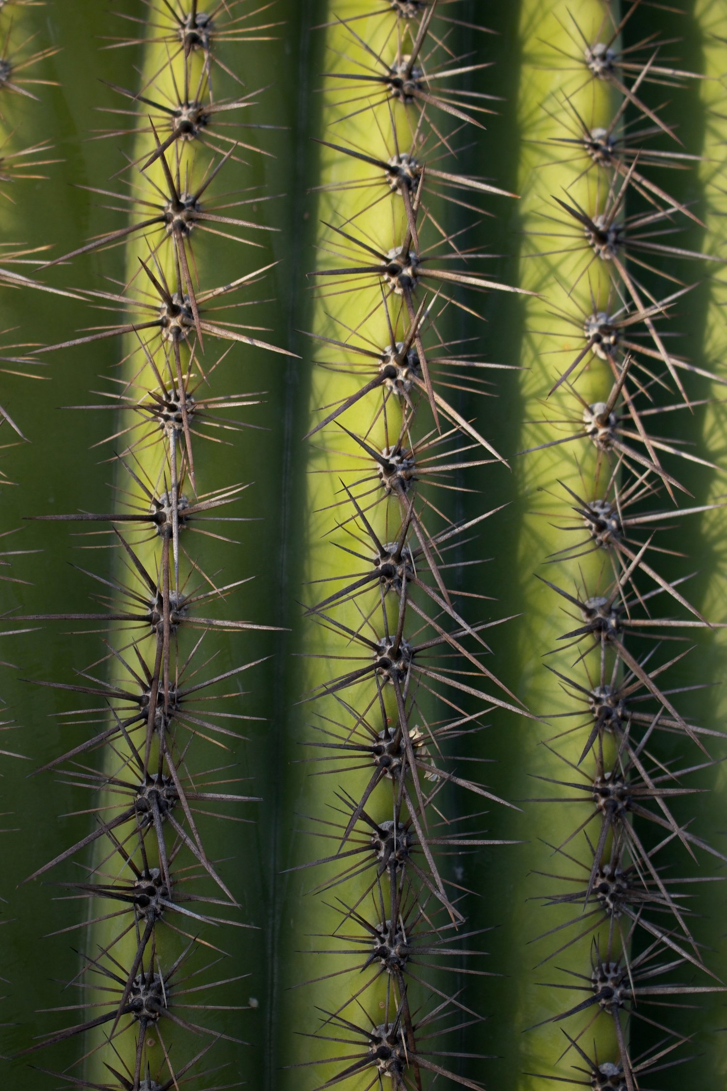 osrs cactus Buy Monkey Tail Cactus Flower Seeds for Planting Unique Cacti for Your  Garden – Pure Asia Seeds