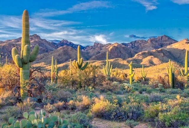 The Ground Where Saguaros Thrive