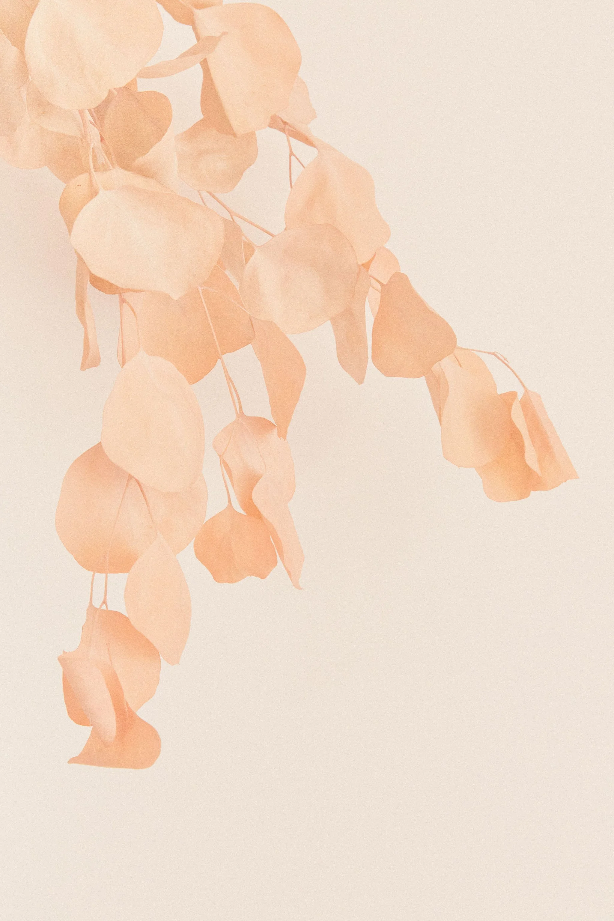 WELLNESS IN THE HEART OF MALIBU