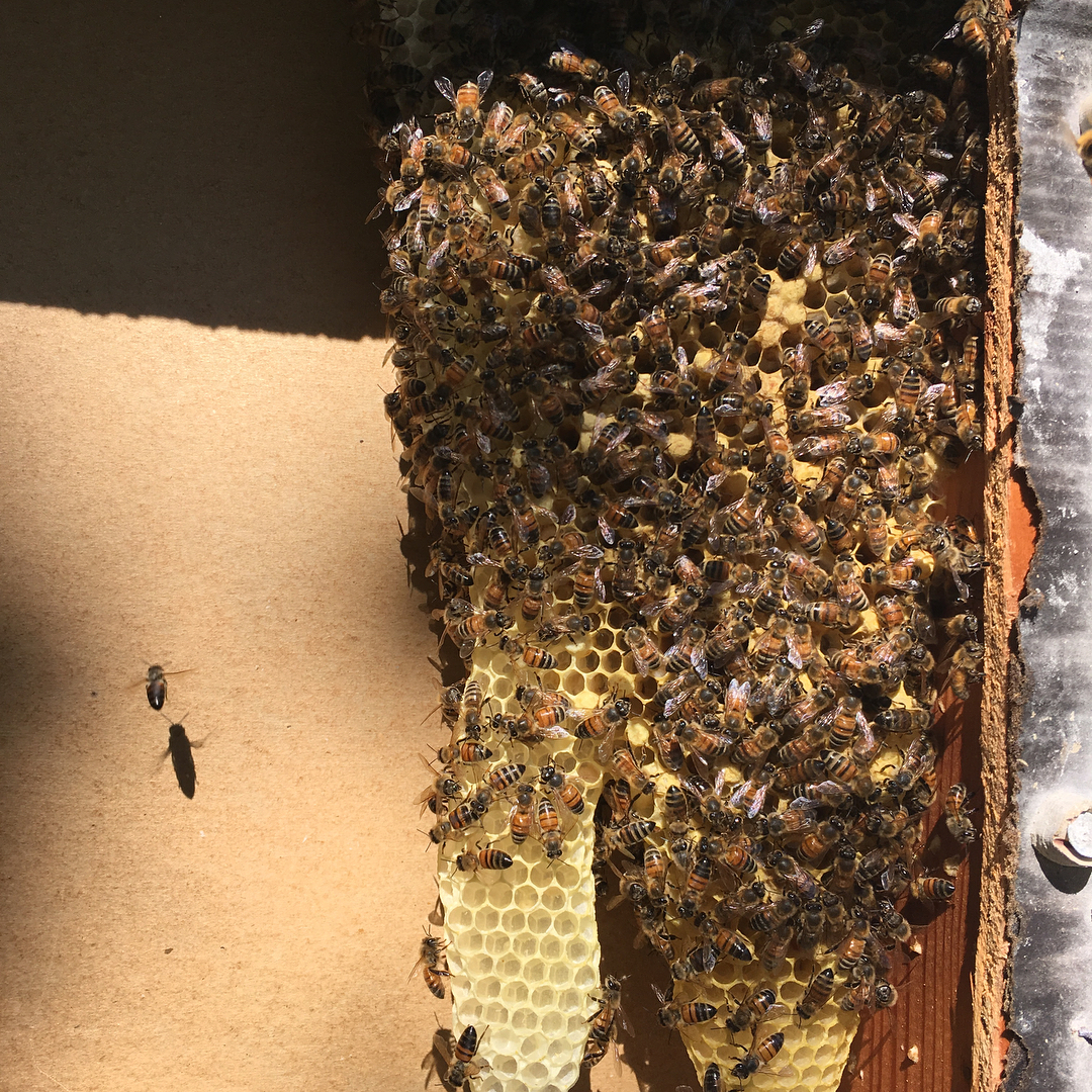 Young hive removal. 
