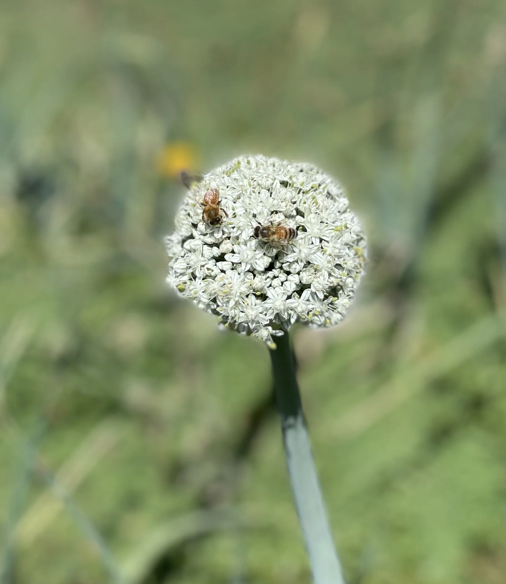 onion flower.jpeg