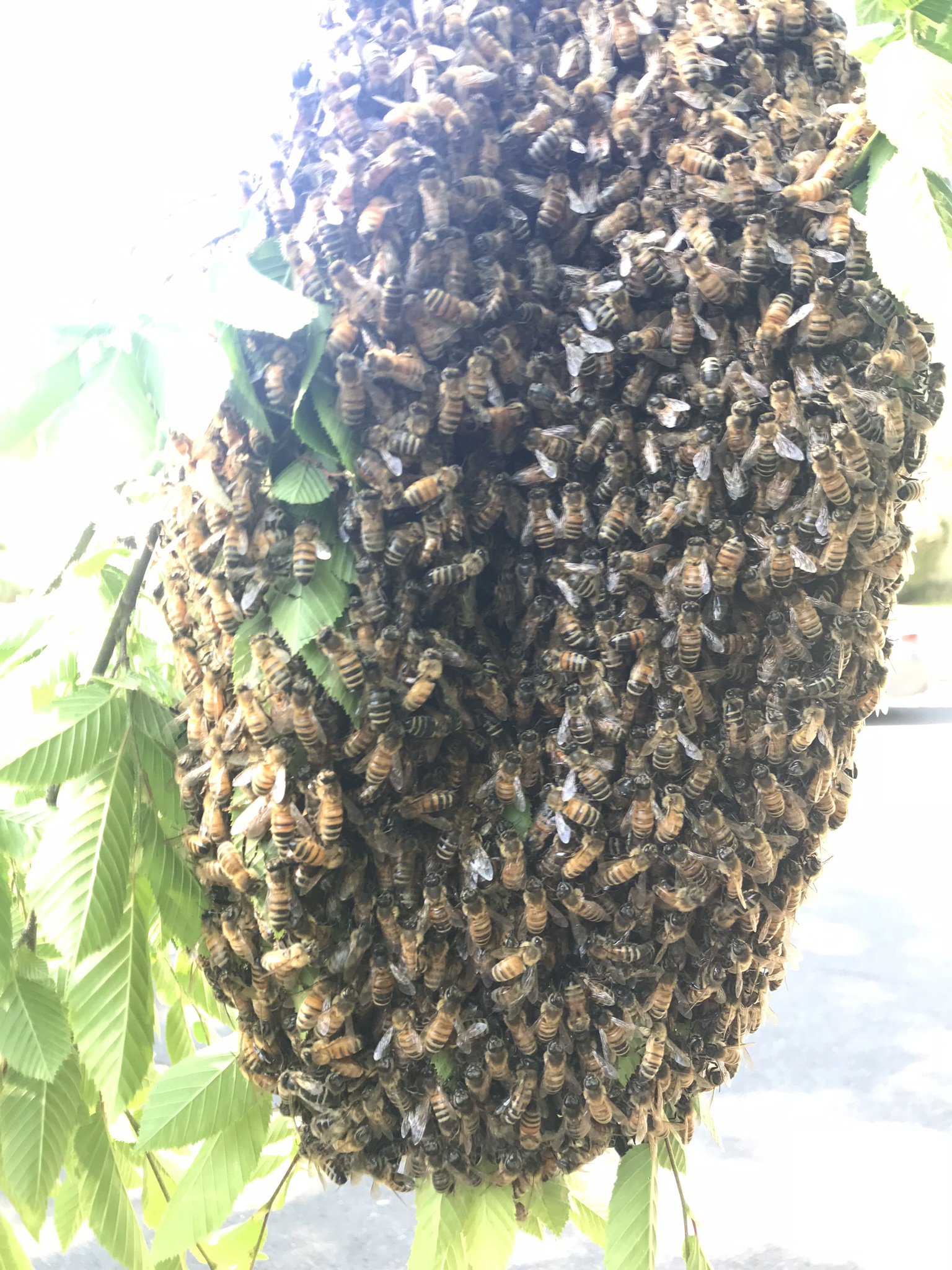 Ulster Weavers petit PVC Sac Bee Keeper 