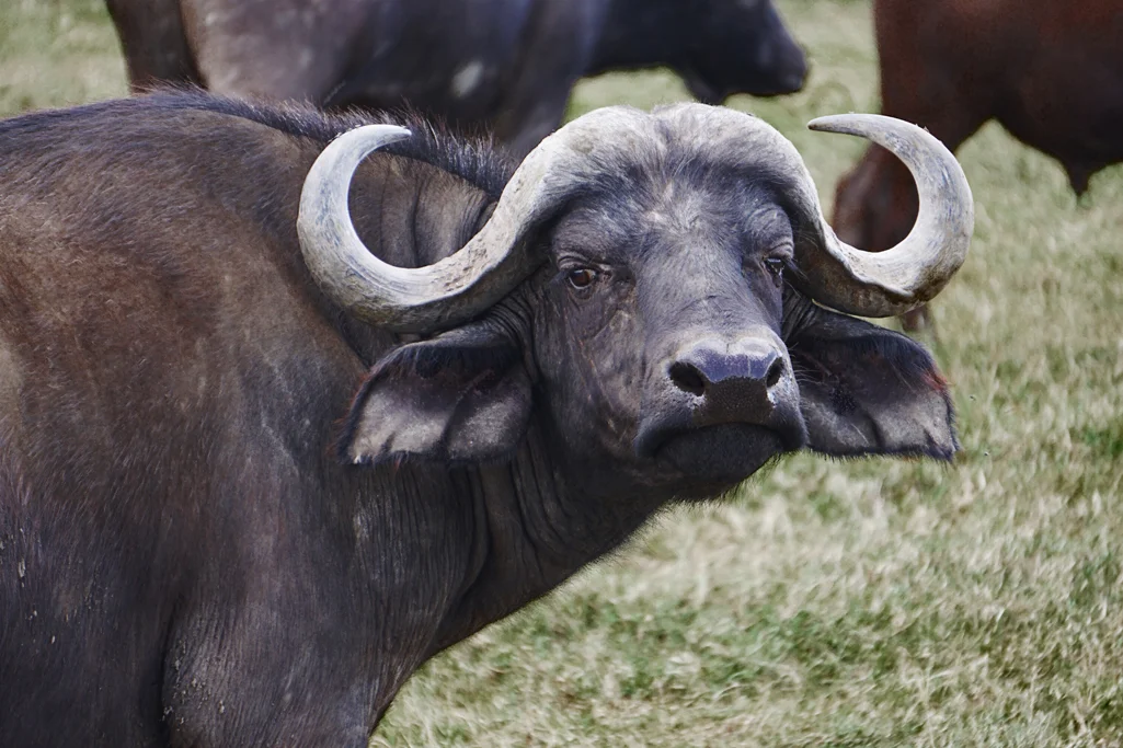 Buffalo Flip 30X20.jpg