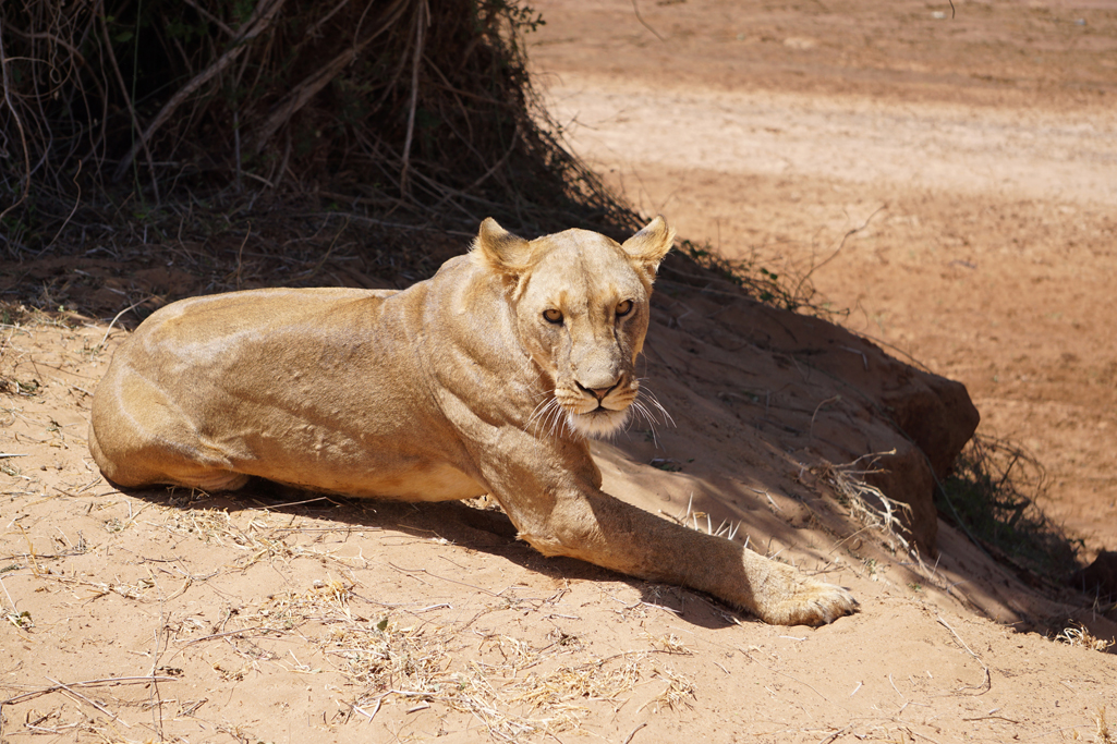 Fierce 20 X 30.jpg