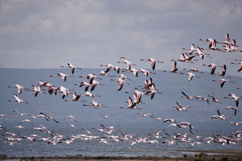 Flamingo's Flight 24X16.jpg