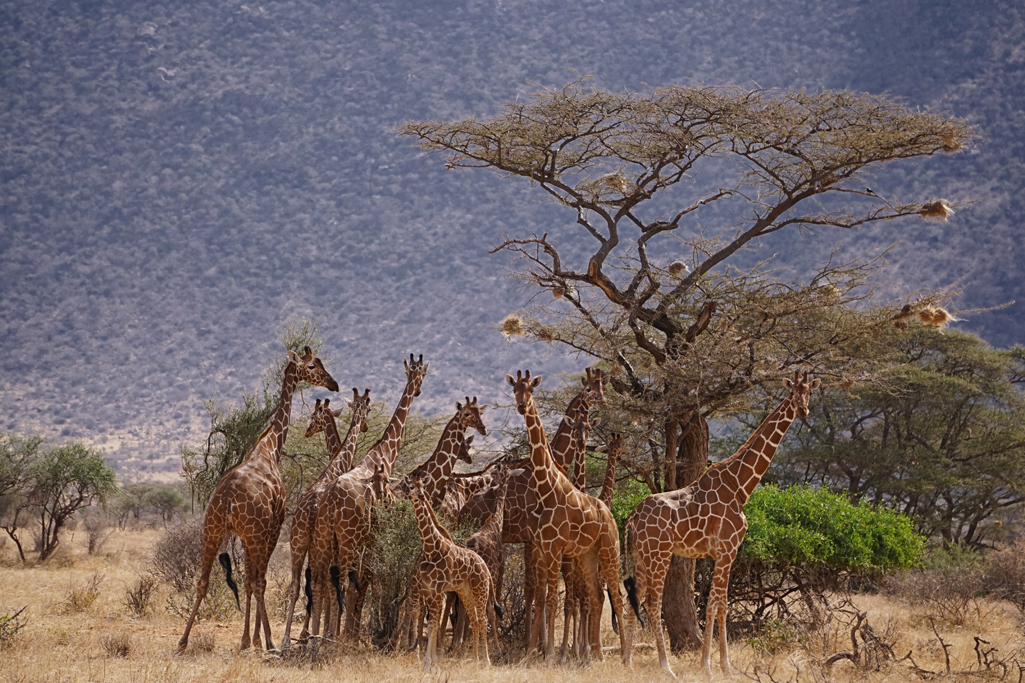 Huddle 30X20.jpg