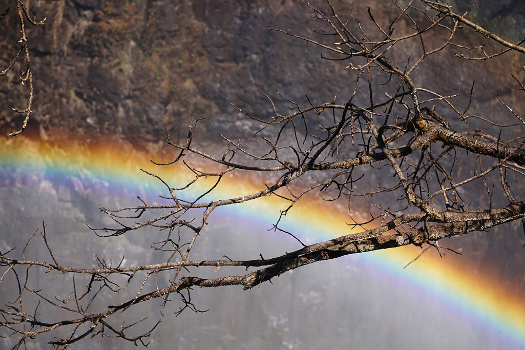 Magic in Mist 30X20.jpg