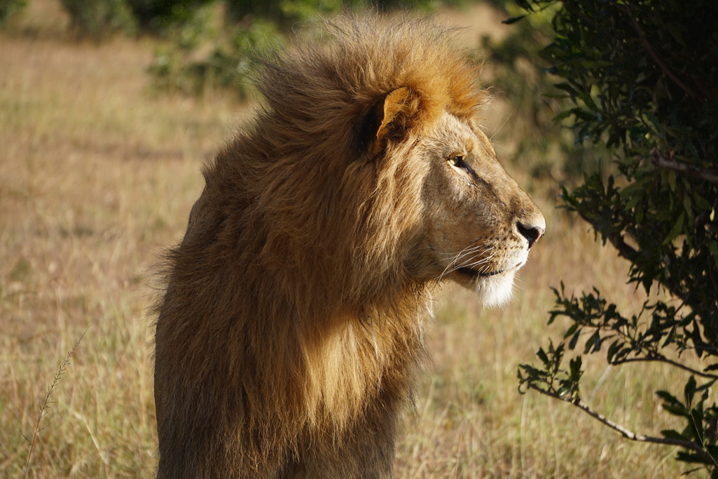 Majesty 20 X 30.jpg