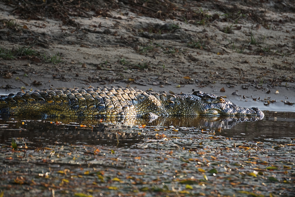 Nile Crocodile 30X20.jpg