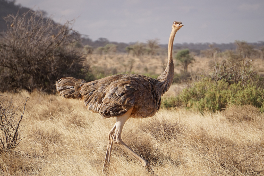 Ostrich Strut 30X20.jpg