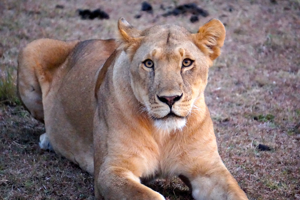 Watchful 20 X 30.jpg