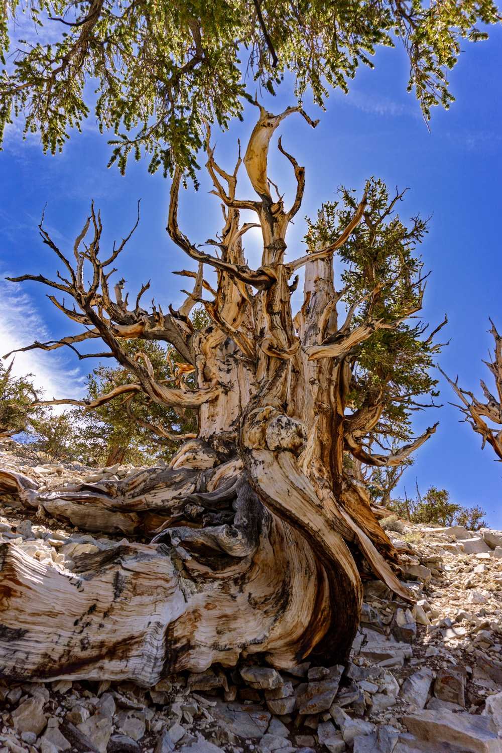 02-Bristlecone-Brilliance-compressed.jpg