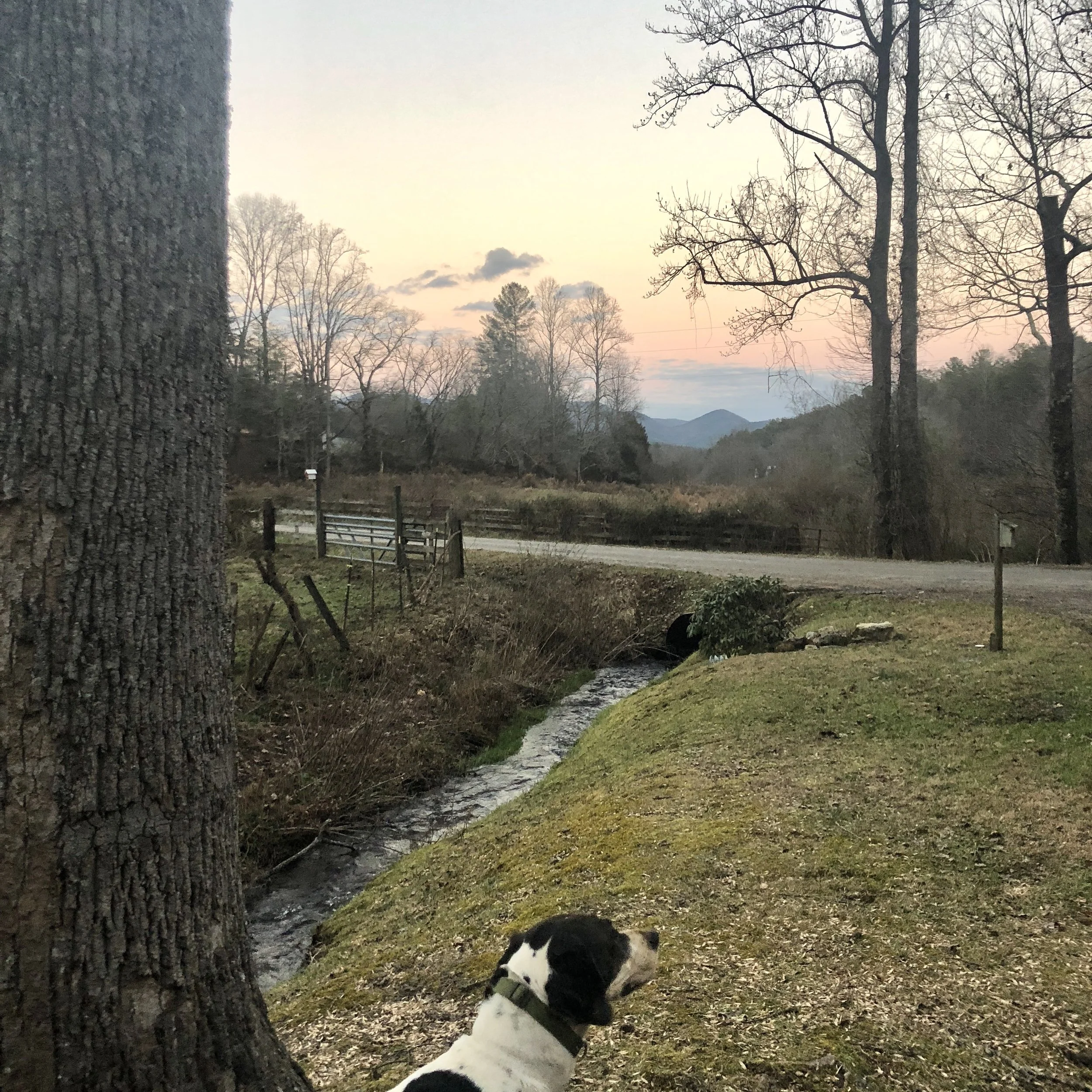 IMG_4387.jpeg