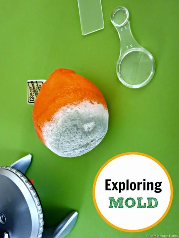 Exploring Mold from Planet Smarty Pants