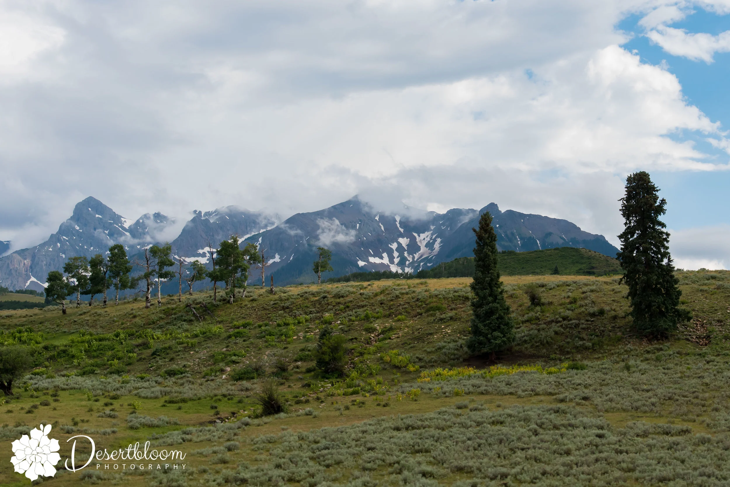 Desertbloom Photography (4 of 10).jpg