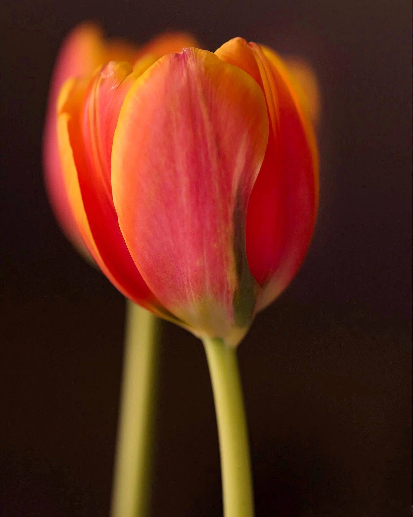 I love the sunset colors in these tulips. When I’m stressed out, I get out my macro lens and get some fresh flowers and create.
