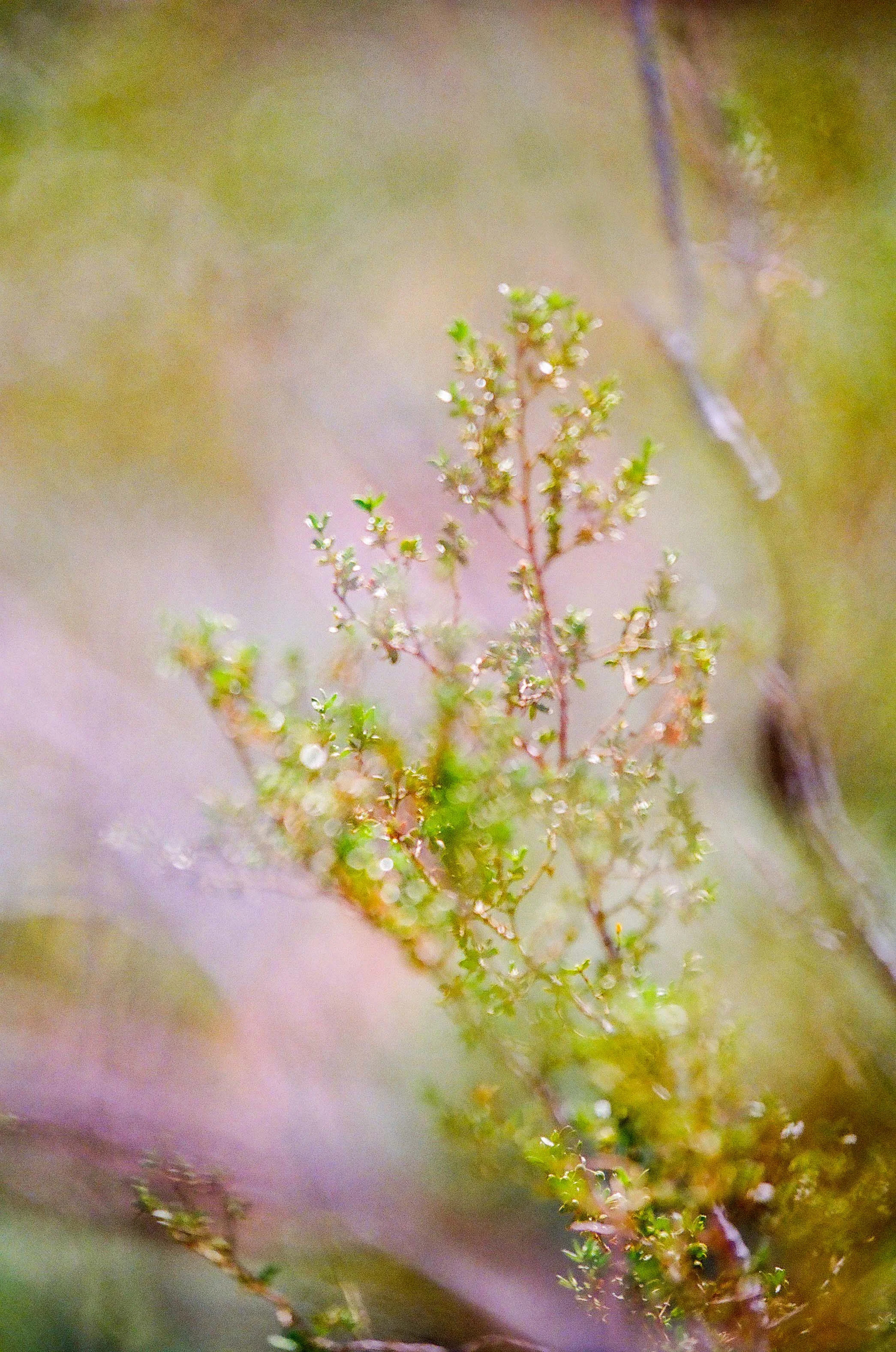 On manual focus, I narrowed in at 2.8, focus on one little spot. I love how the wind blurred it.