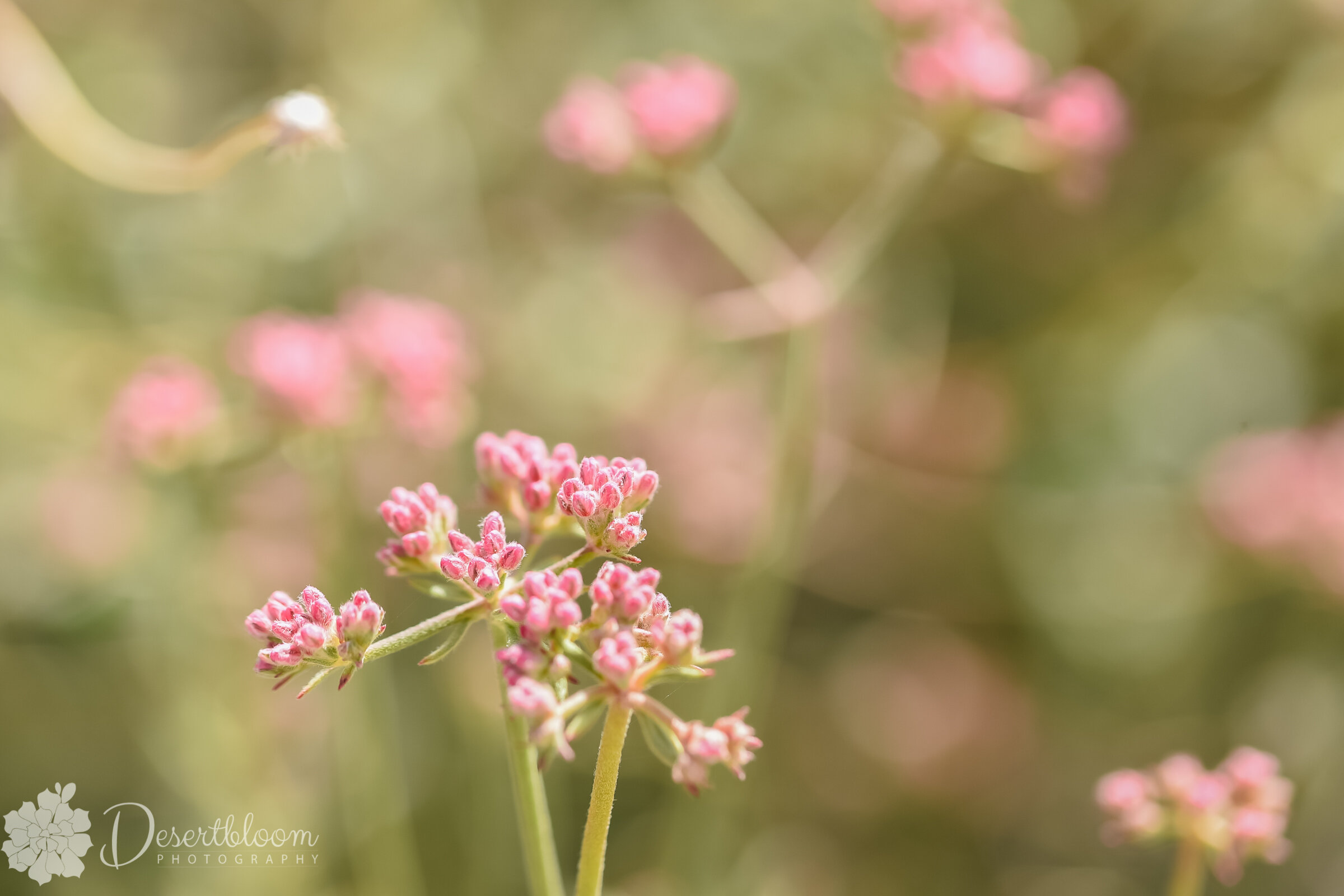 Las Vegas Macro Photography