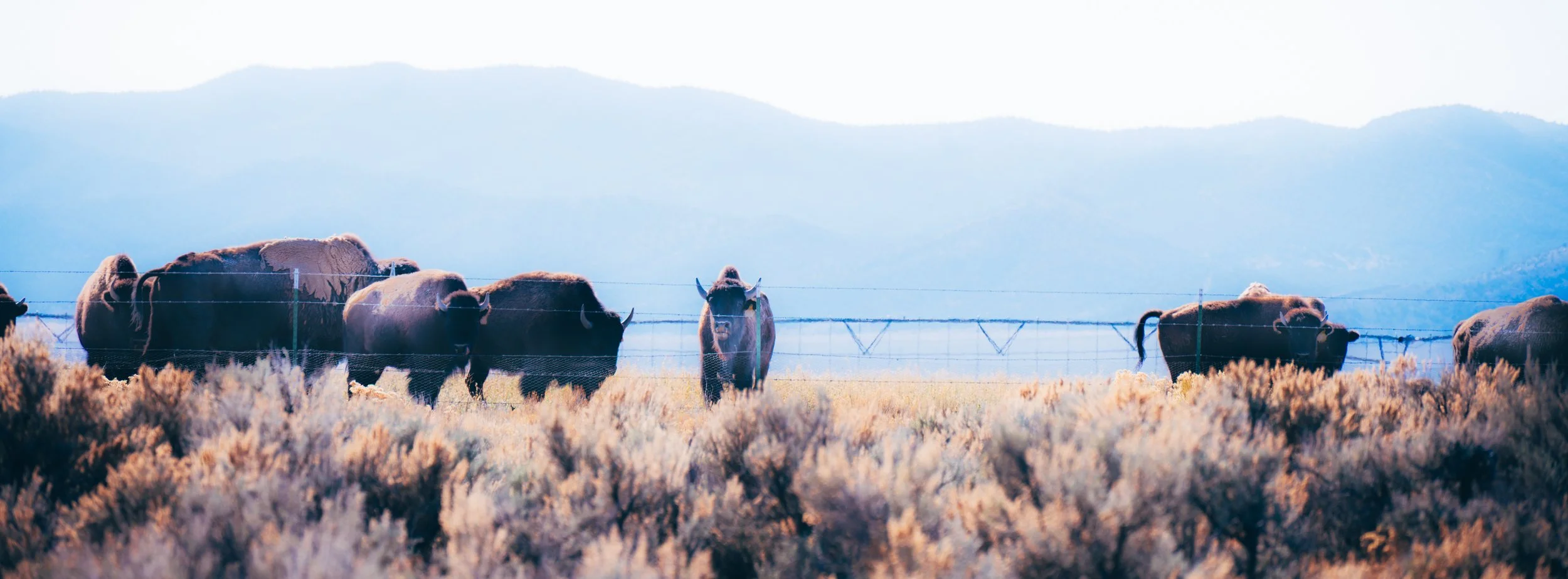 buffalo-ranch-diamond-valley-las-vegas-school-photographer.jpg