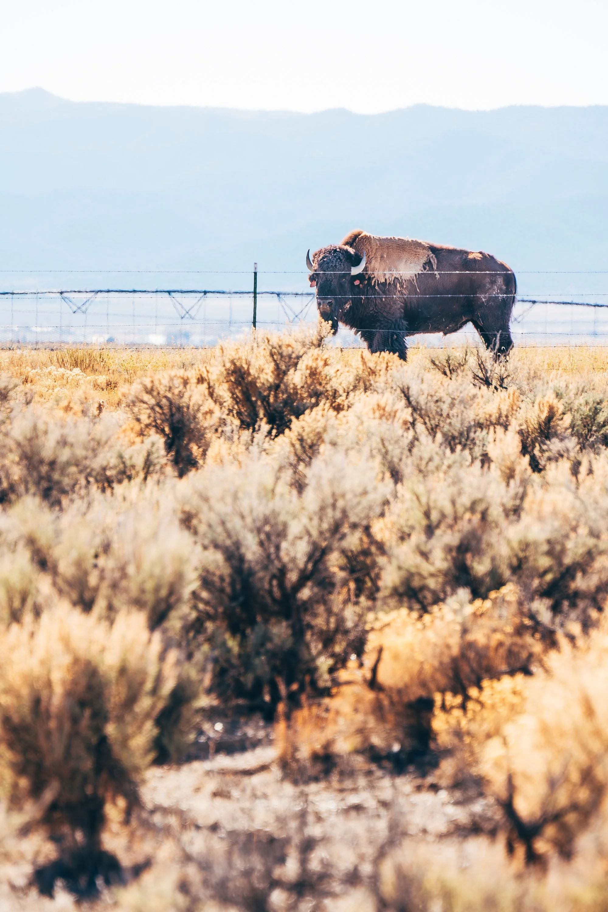 Buffalo-Diamond-Valley-NV.jpg