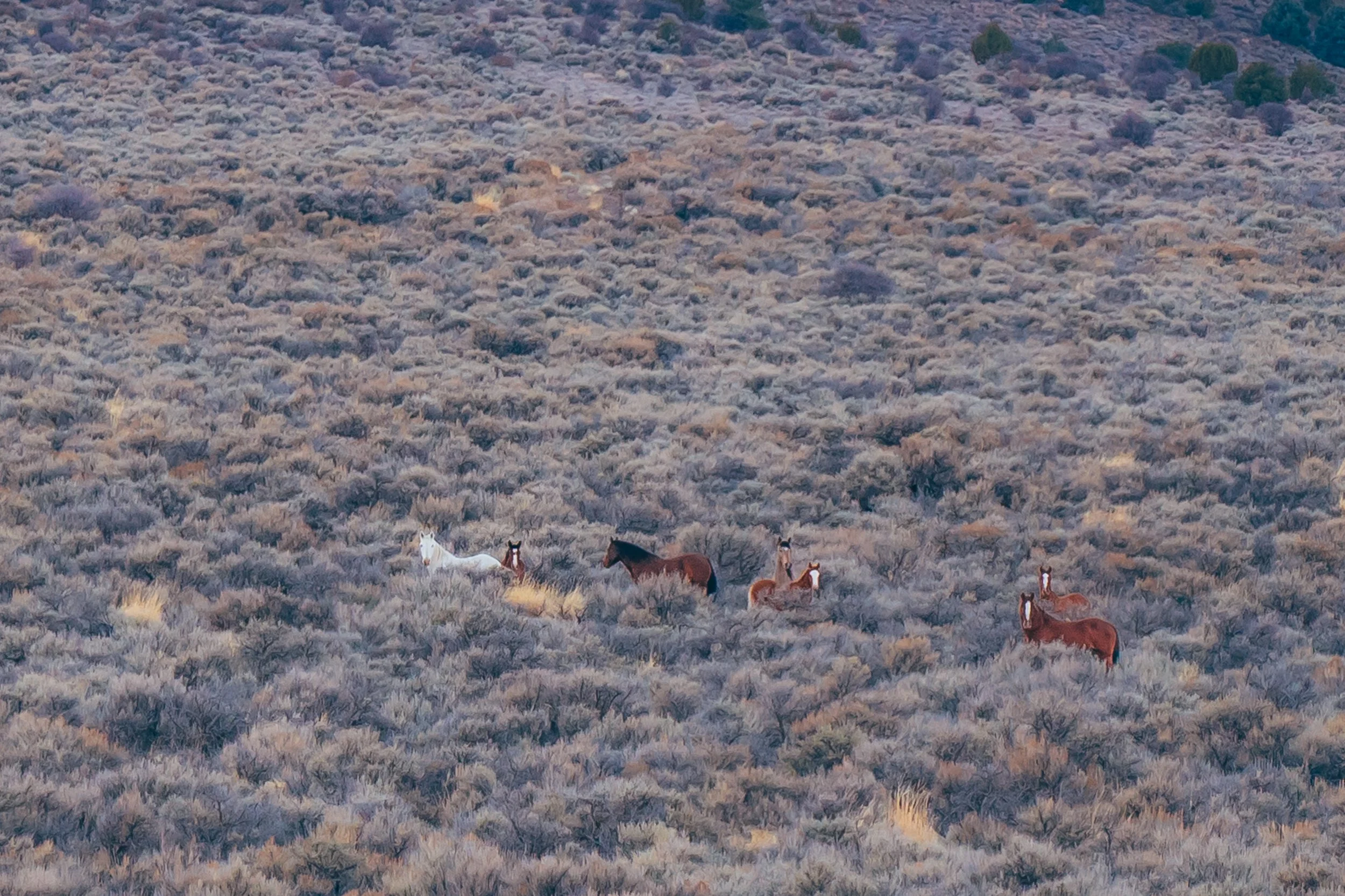 Wild-horses-nevada-photographer.jpg