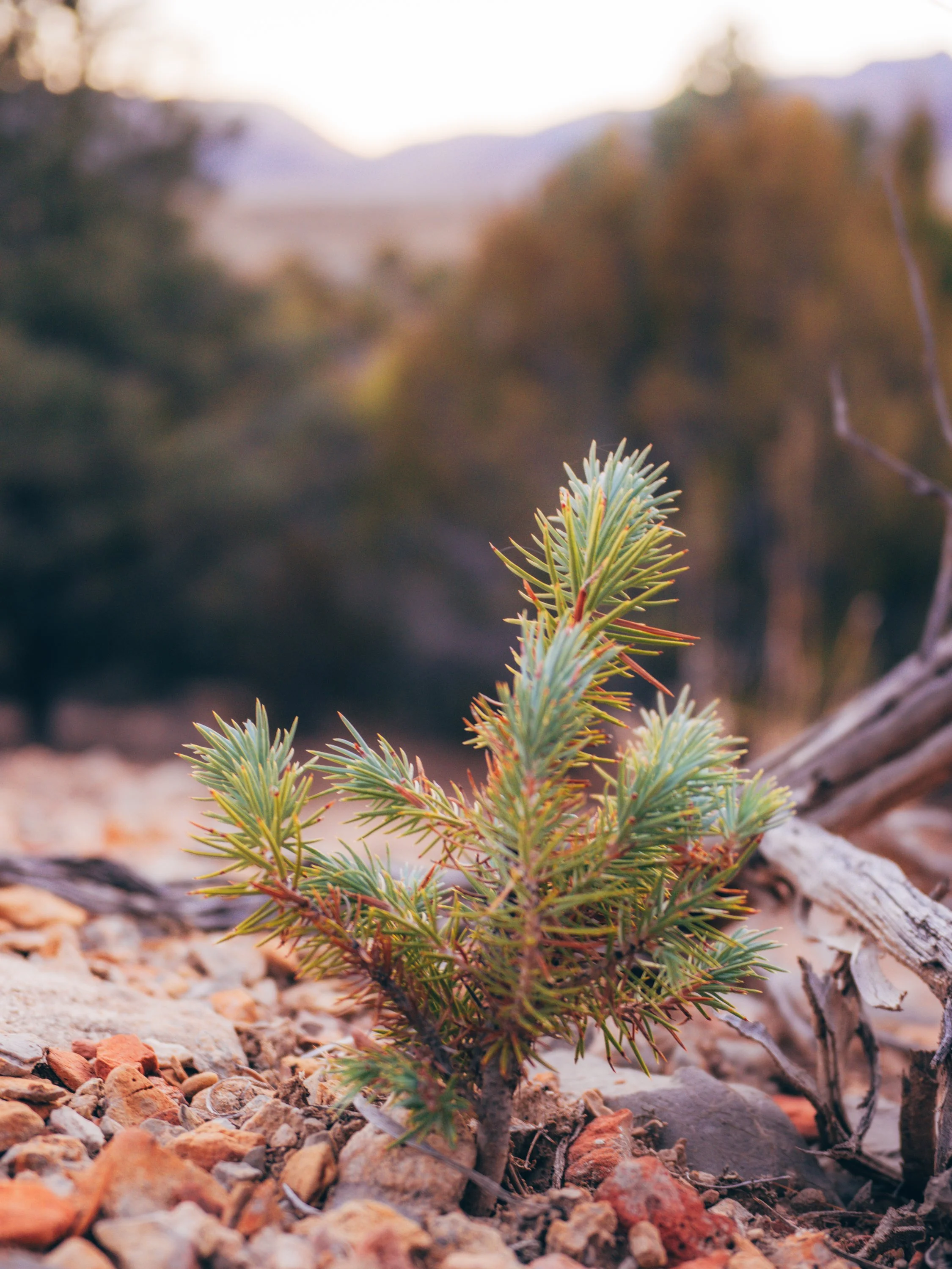 little-pine-tree-on-the-mountain.jpg