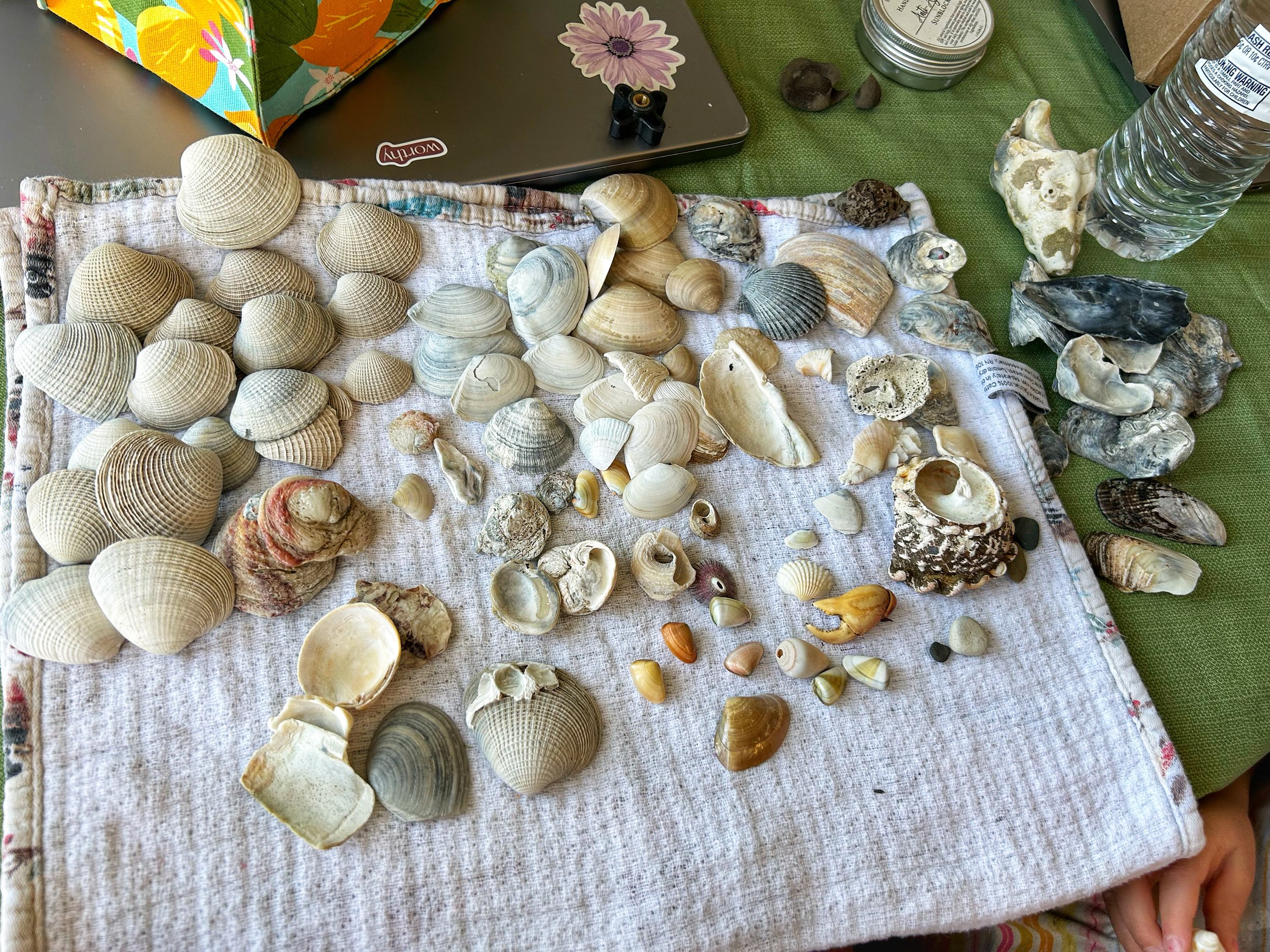 seashell-souvenirs-california-beach.jpg