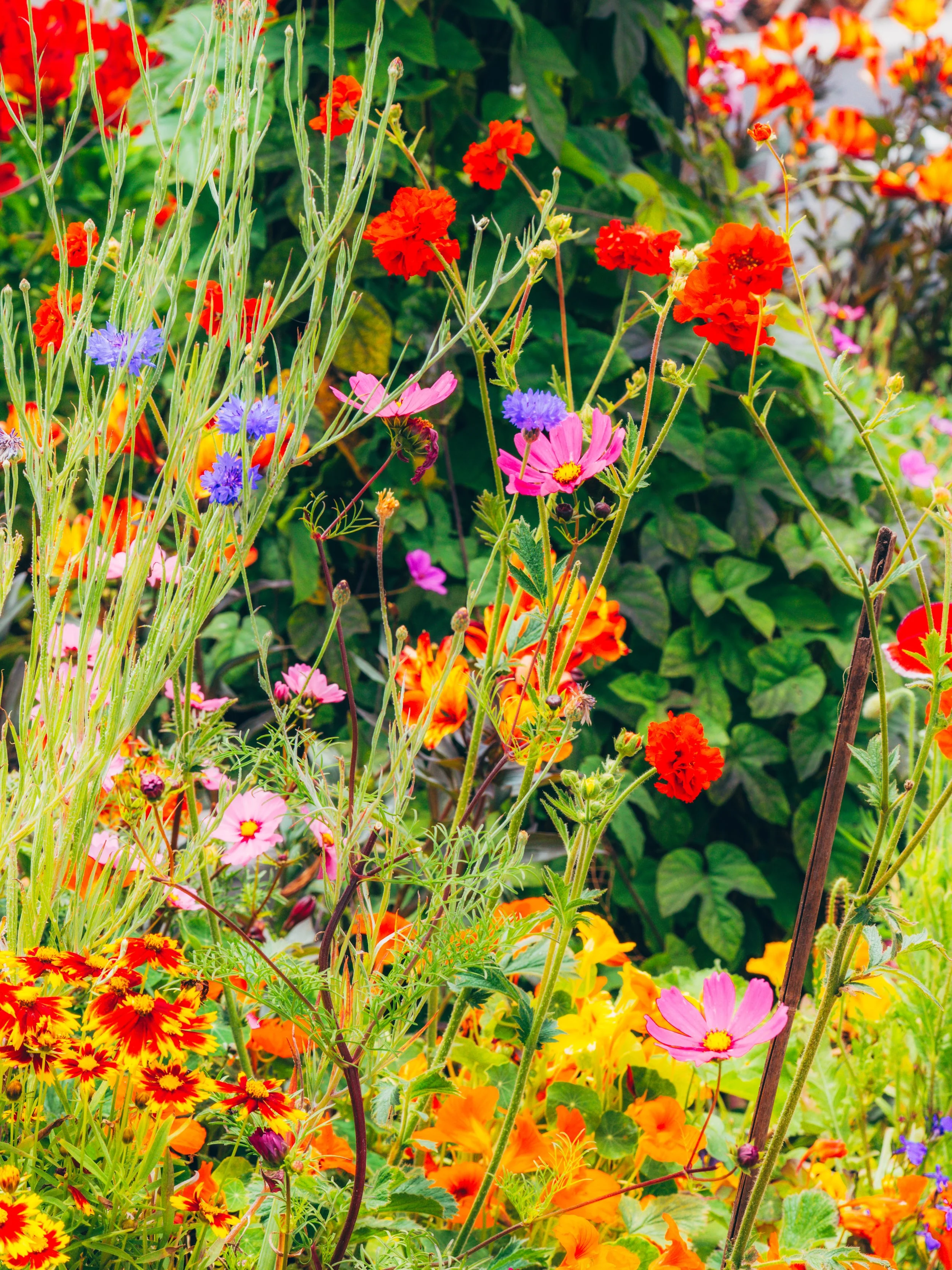 Carpinteria-community-garden.jpg