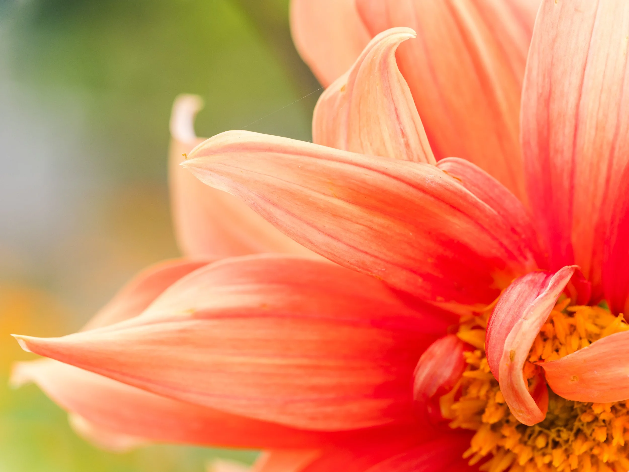 Dahlia-california-copyrighted.jpg