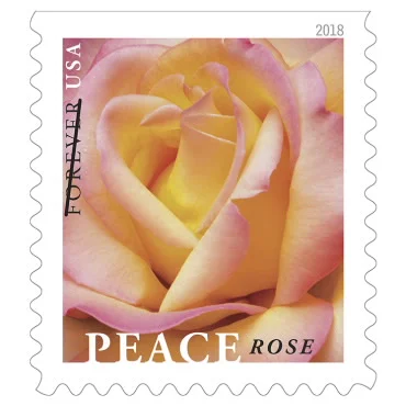 1 oz. Forever Stamp - Peace Rose - $0.55