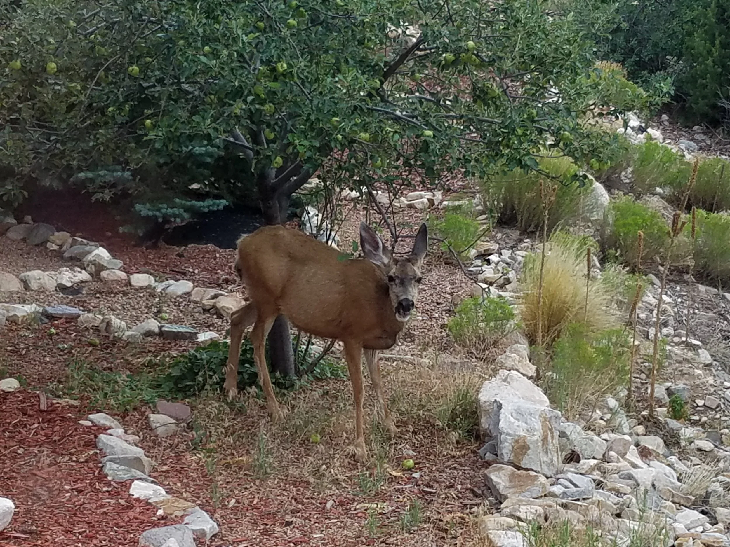 Deer caught eating apples July 2017.jpg