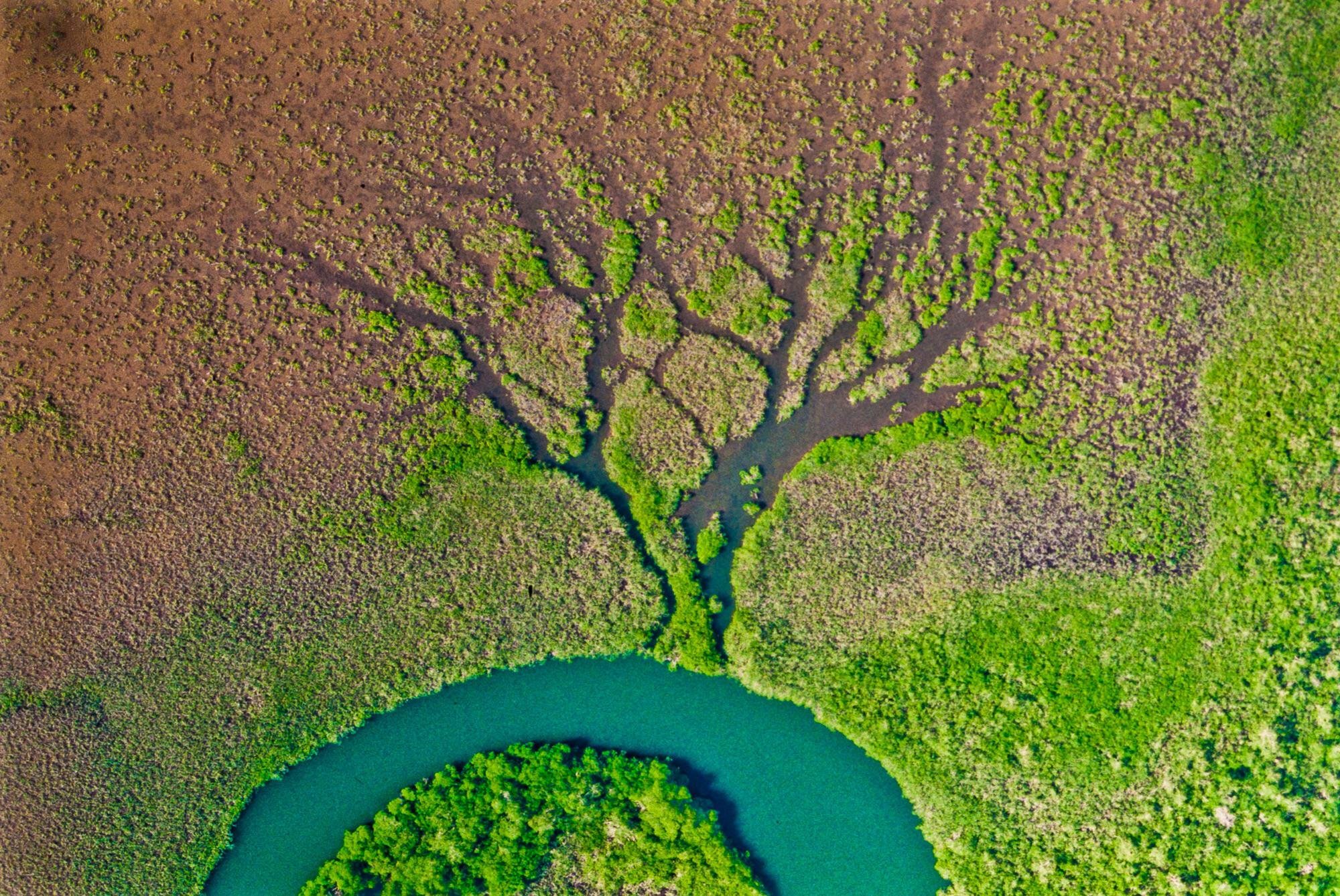 tree tributary .jpg