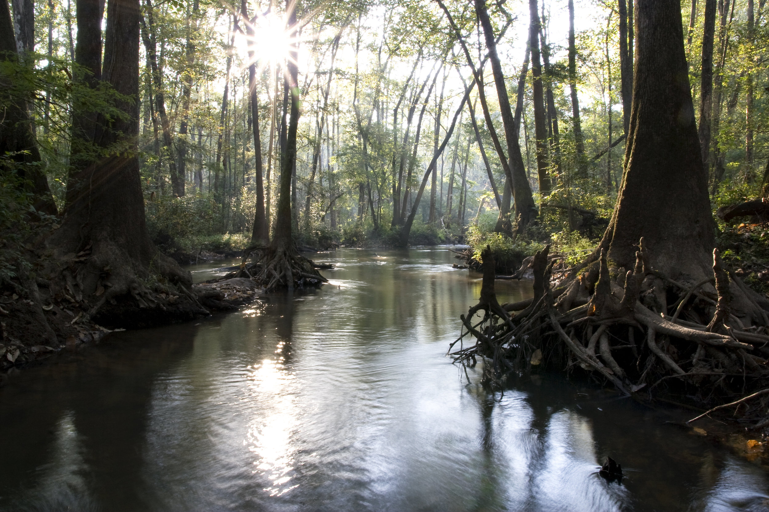 Choctawhactee Swamp.jpg