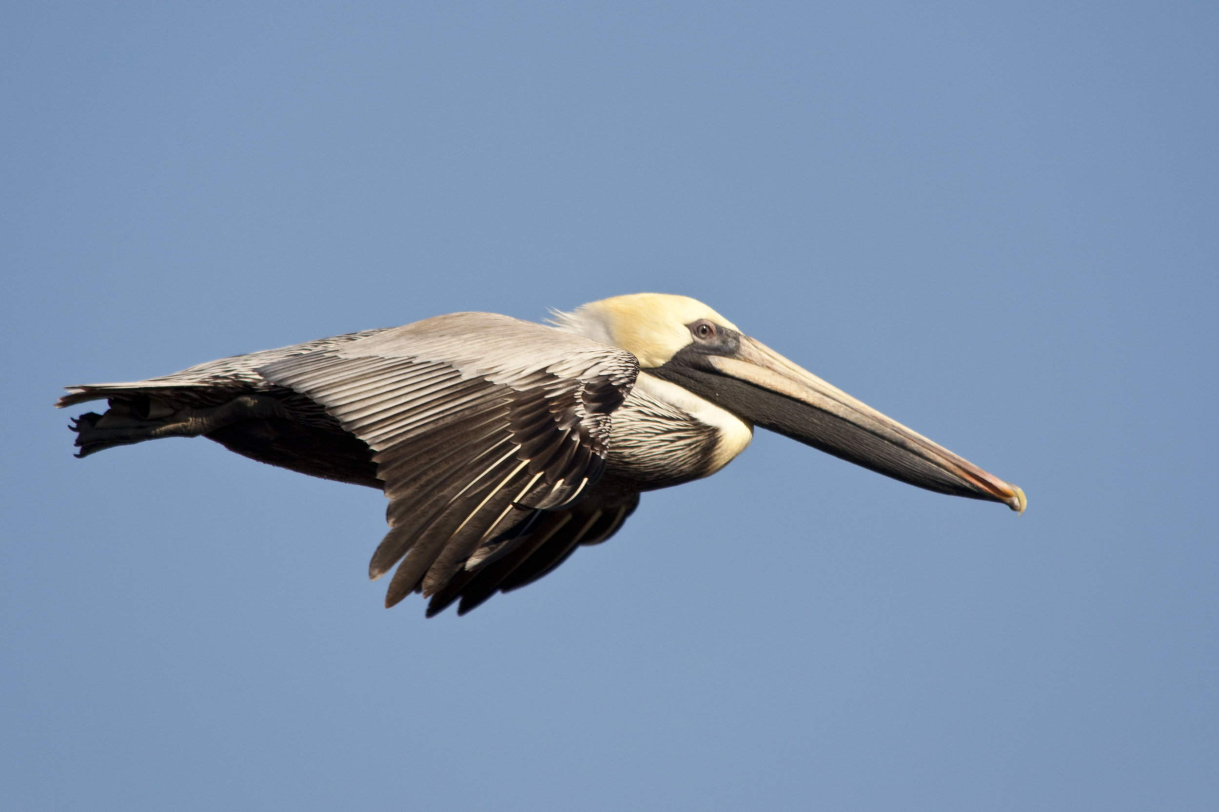 Brown Pelican.jpg