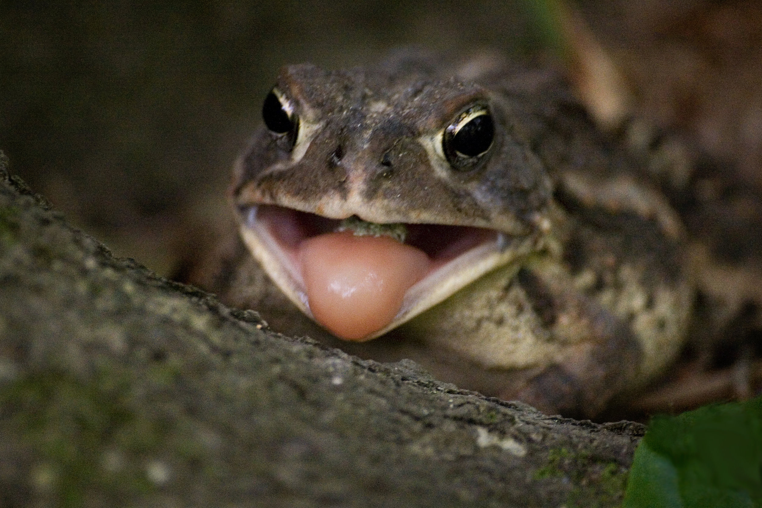 Southern Toad.jpg
