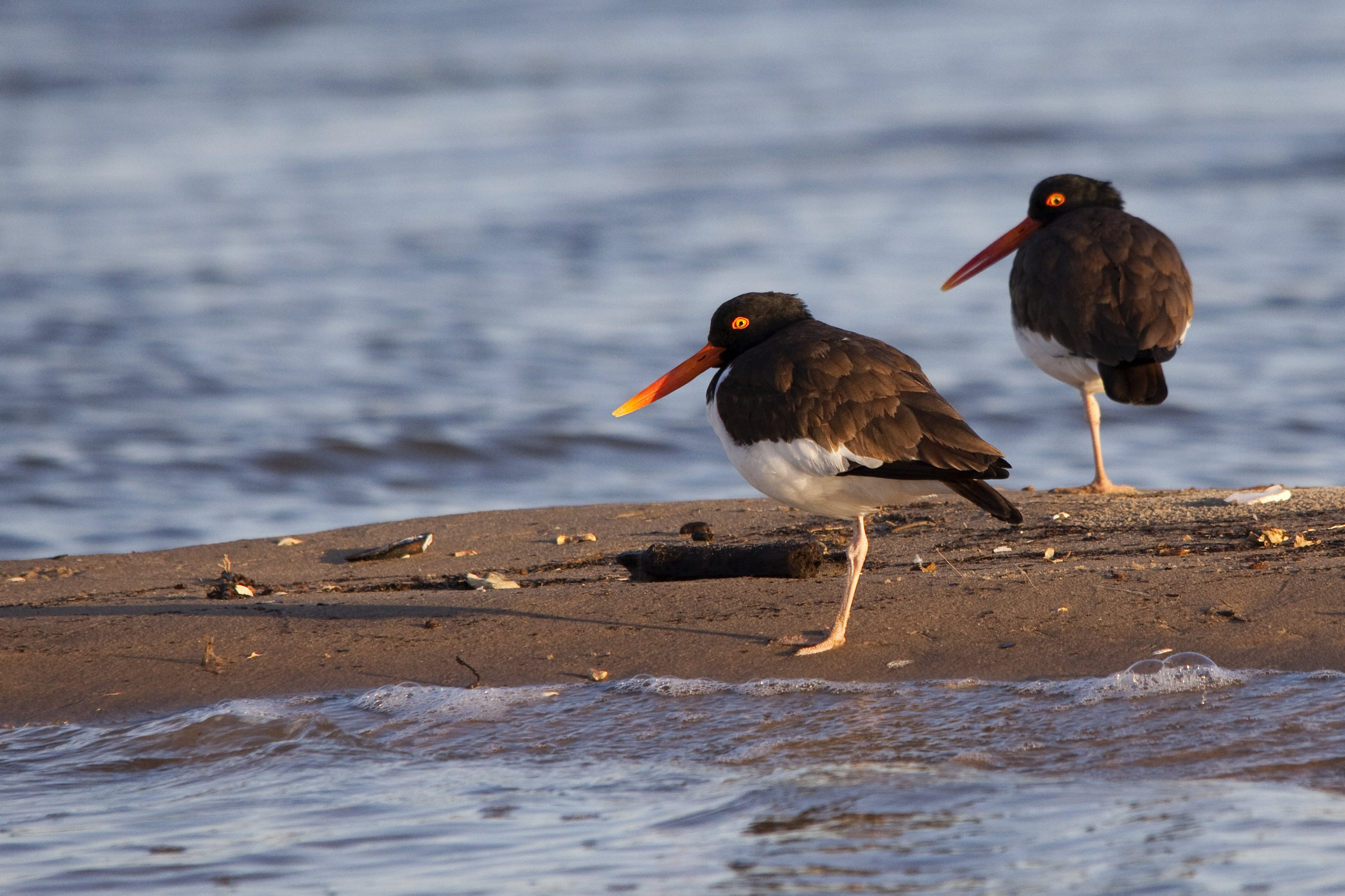 Oystercatchers.jpg