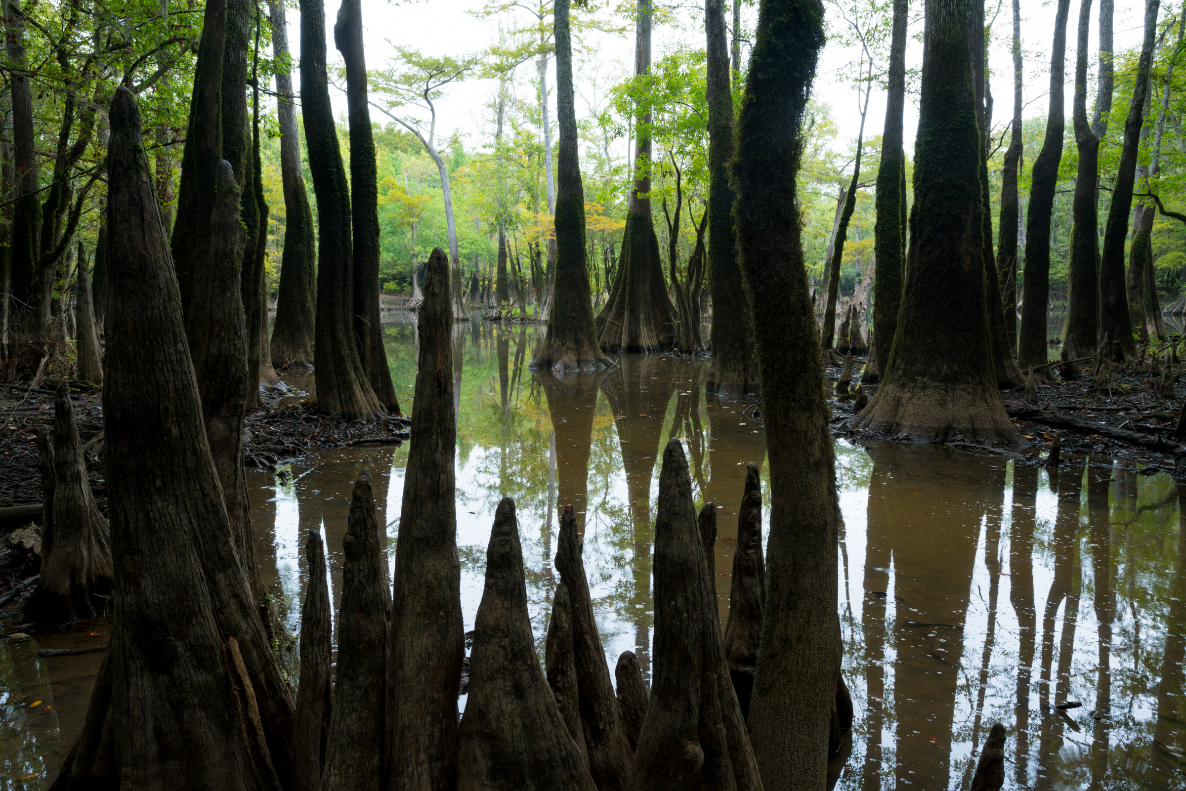 Delta Cypress Swamp.jpg