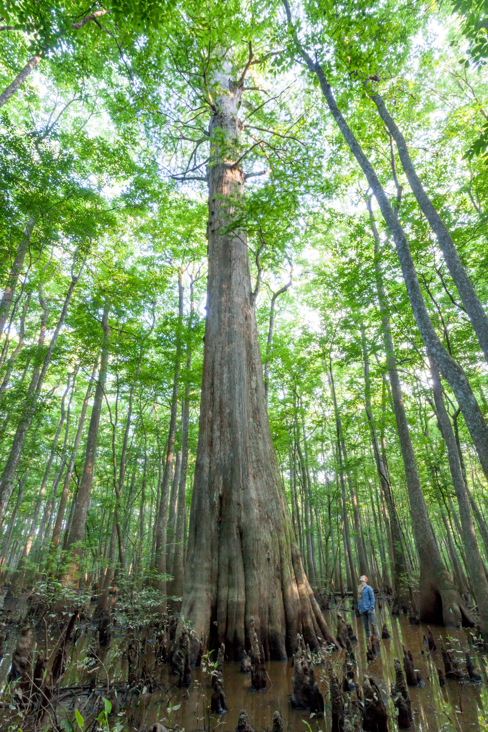 Old Bald Cypress.jpg