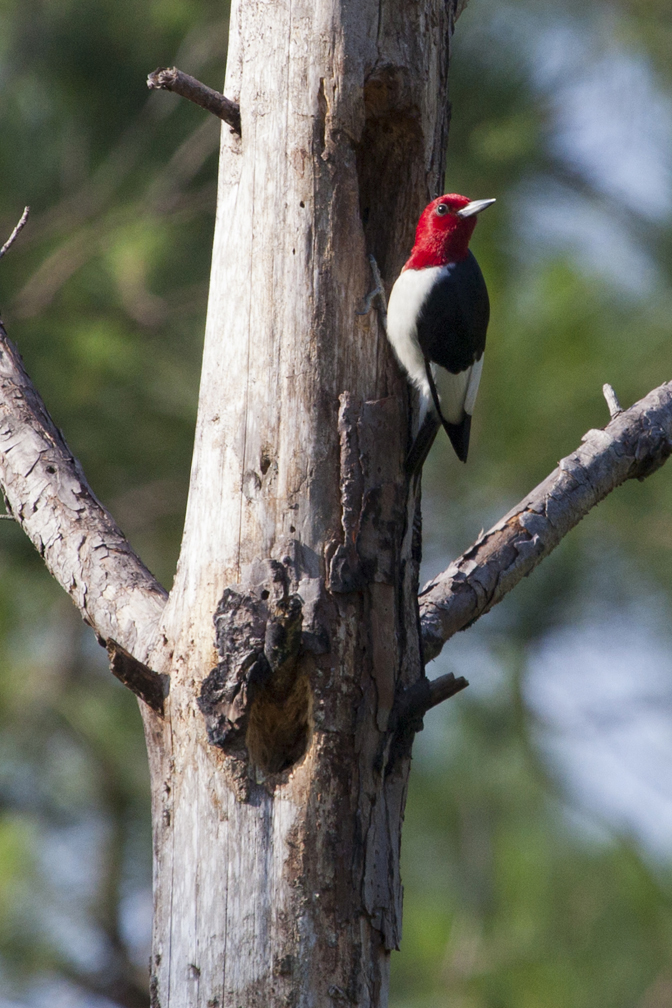 Red-Headed Woodpecker.jpg