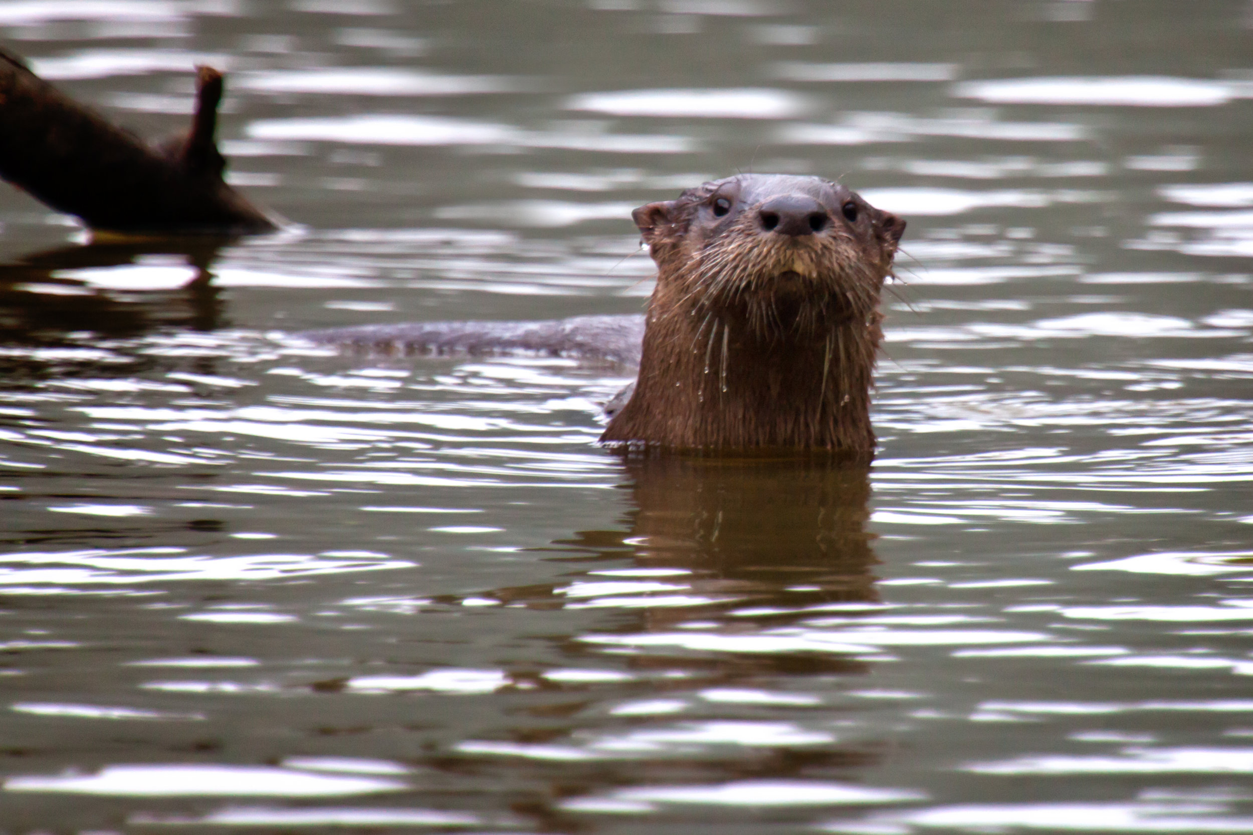 Otter.jpg