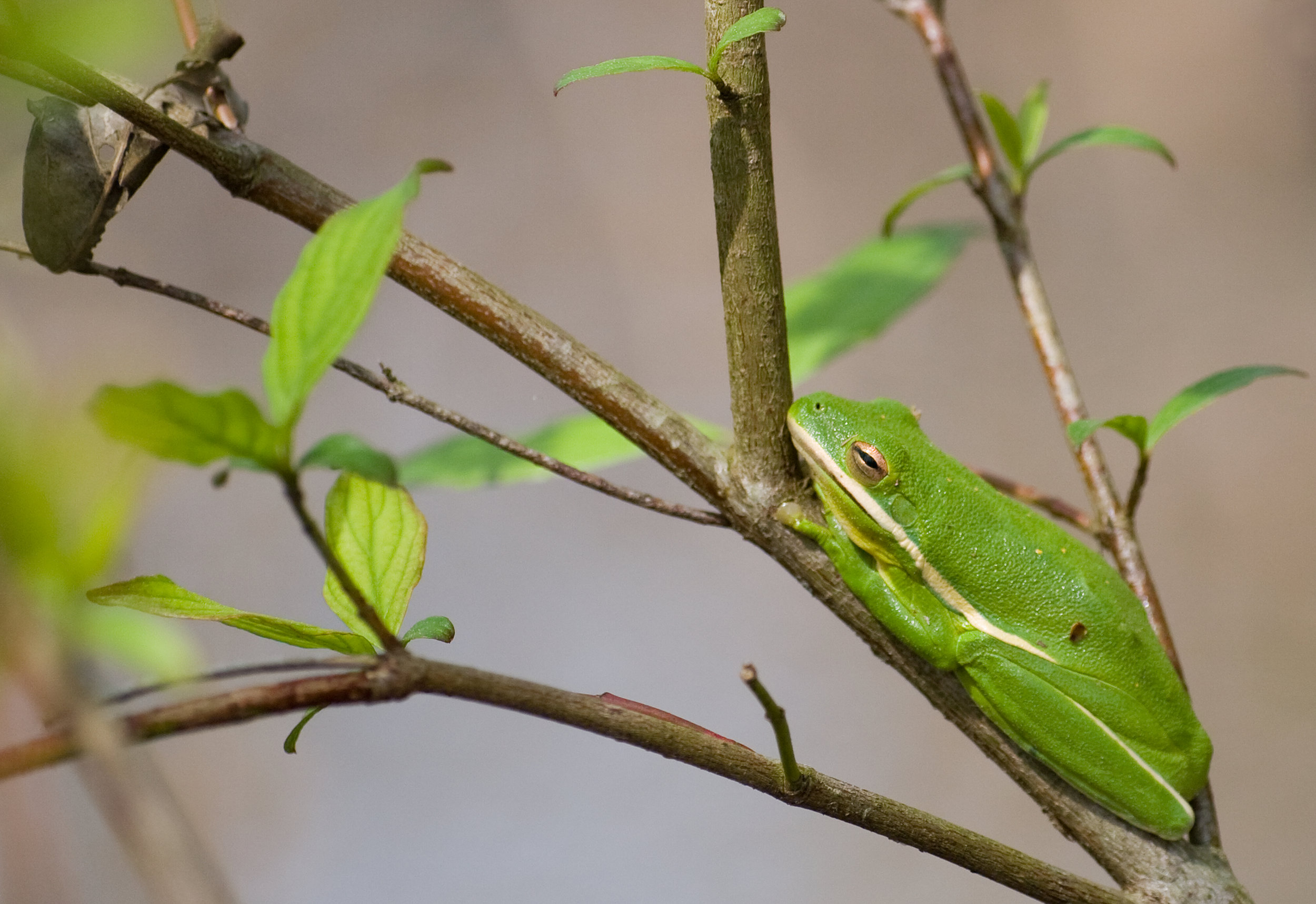 Green Tree frog.jpg