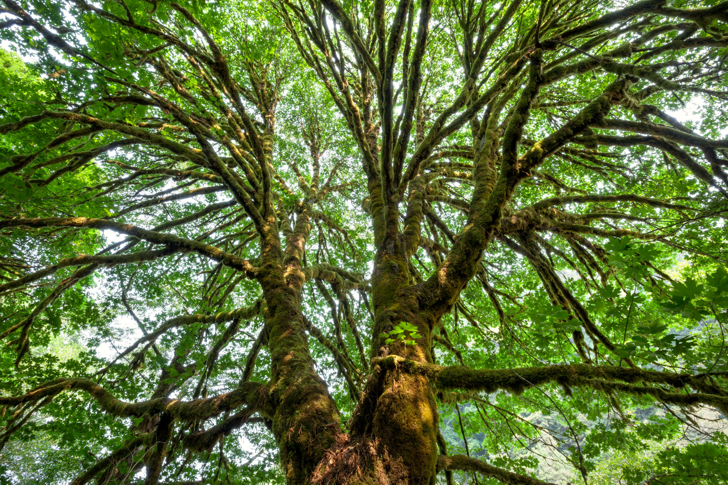 Rainforest Maple.jpg