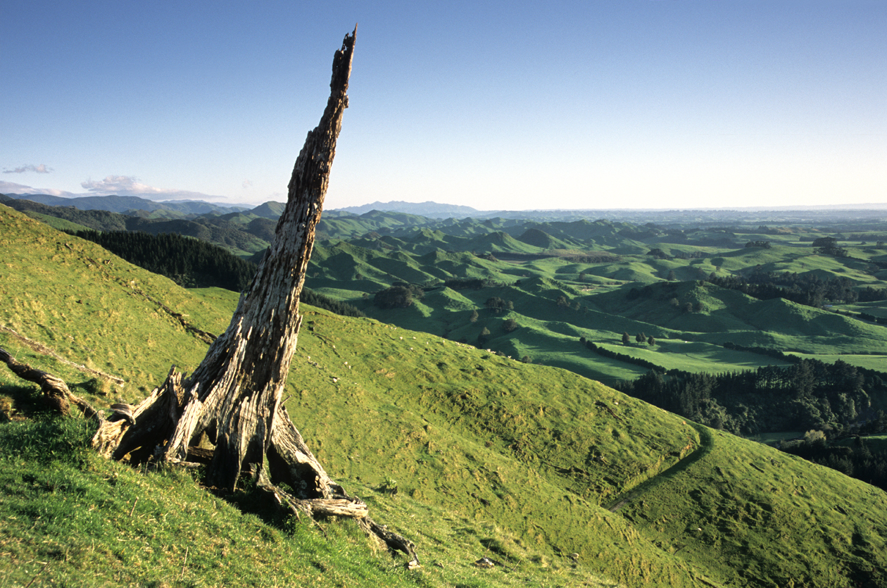 Maori Hill.jpg