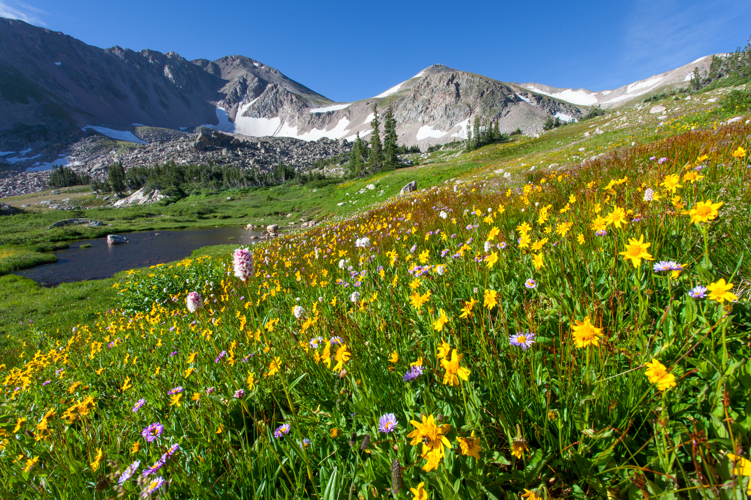Alpine Flowers.jpg