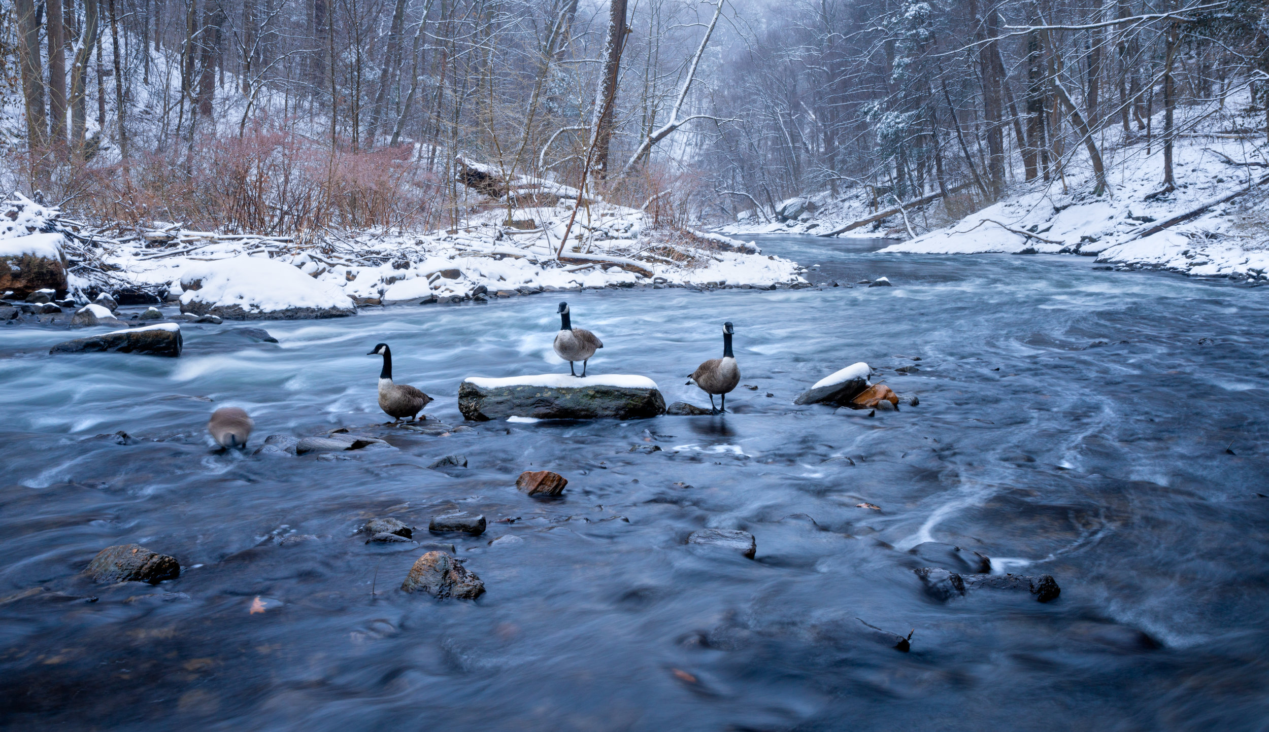 Wissahickon Geese