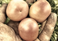 POP POP ITALIANO! Ask us this weekend about some very special tomatoes that we've sourced from Portland Farmer Friend Evan Gregoire. He went to Italy on a tour to source the most interesting Italian seeds and bring them back to the US. We think Well, actually, we know ) the Mediterranean bloodlines of these tomatoes will be perfect for our somewhat inland hot Socal summer weather. We love suporting the work of seed savers, so expect more of this type of specialty curation. Up next- Fuzzy Cucumbers! Say whaaa?