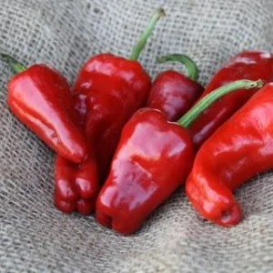 ChimayohotpepperNativeSeeds.jpg