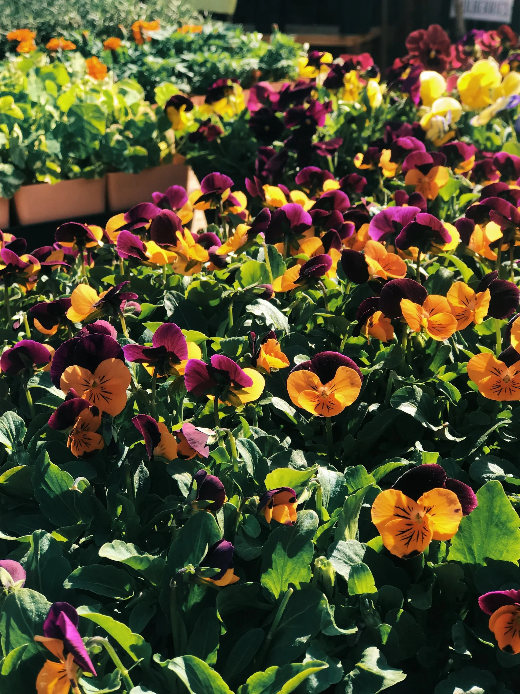 The Delicious and Delightful world of Edible Flowers