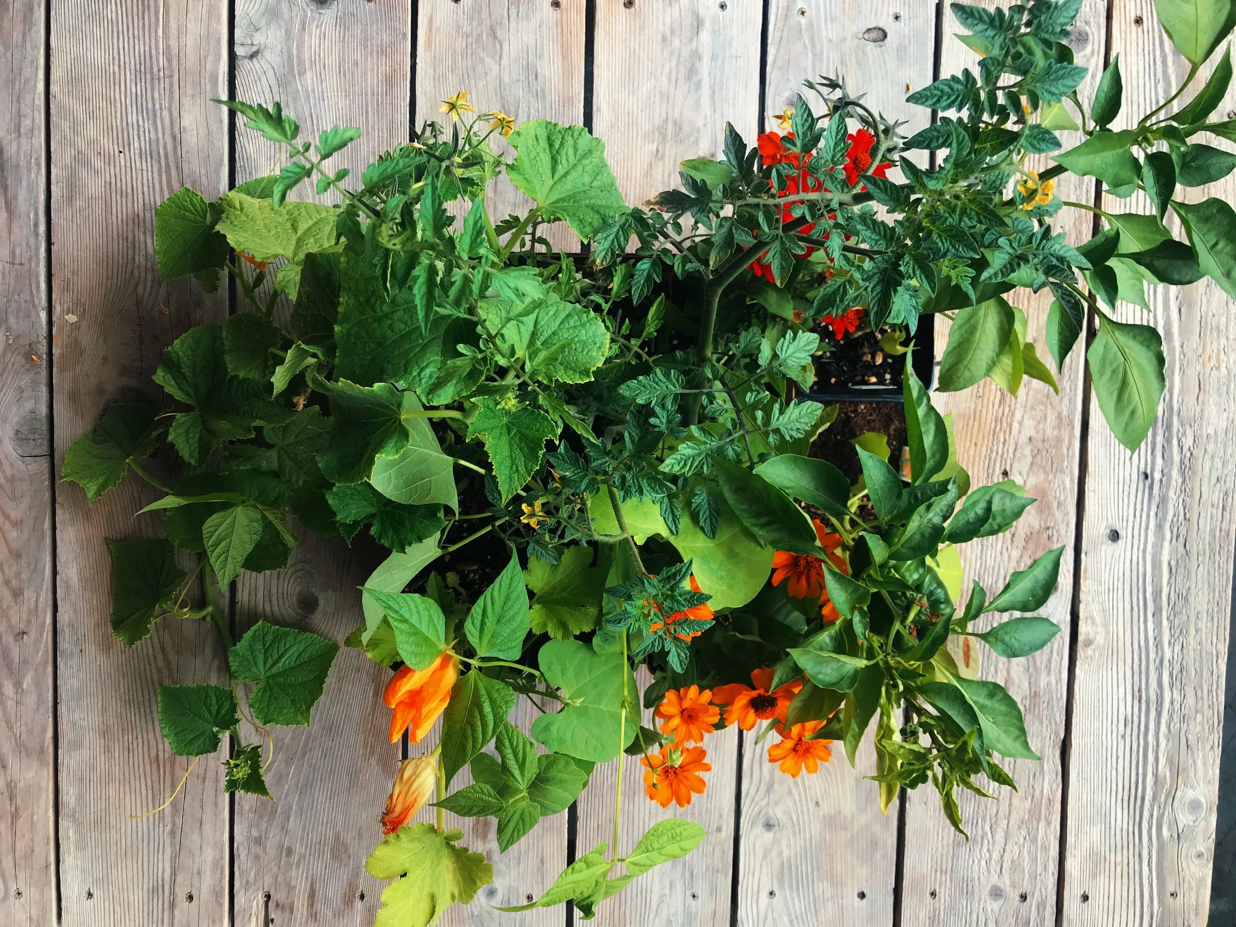 Memorial Weekend Plant SALE