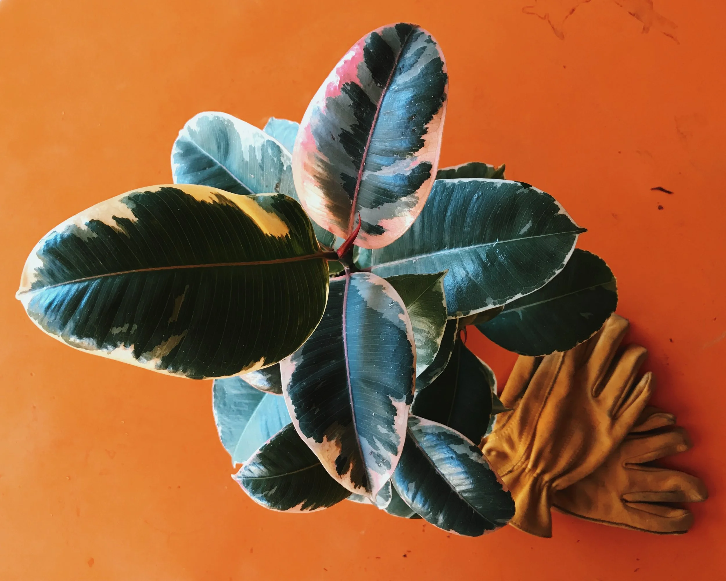 INDOOR PLANT SALE 